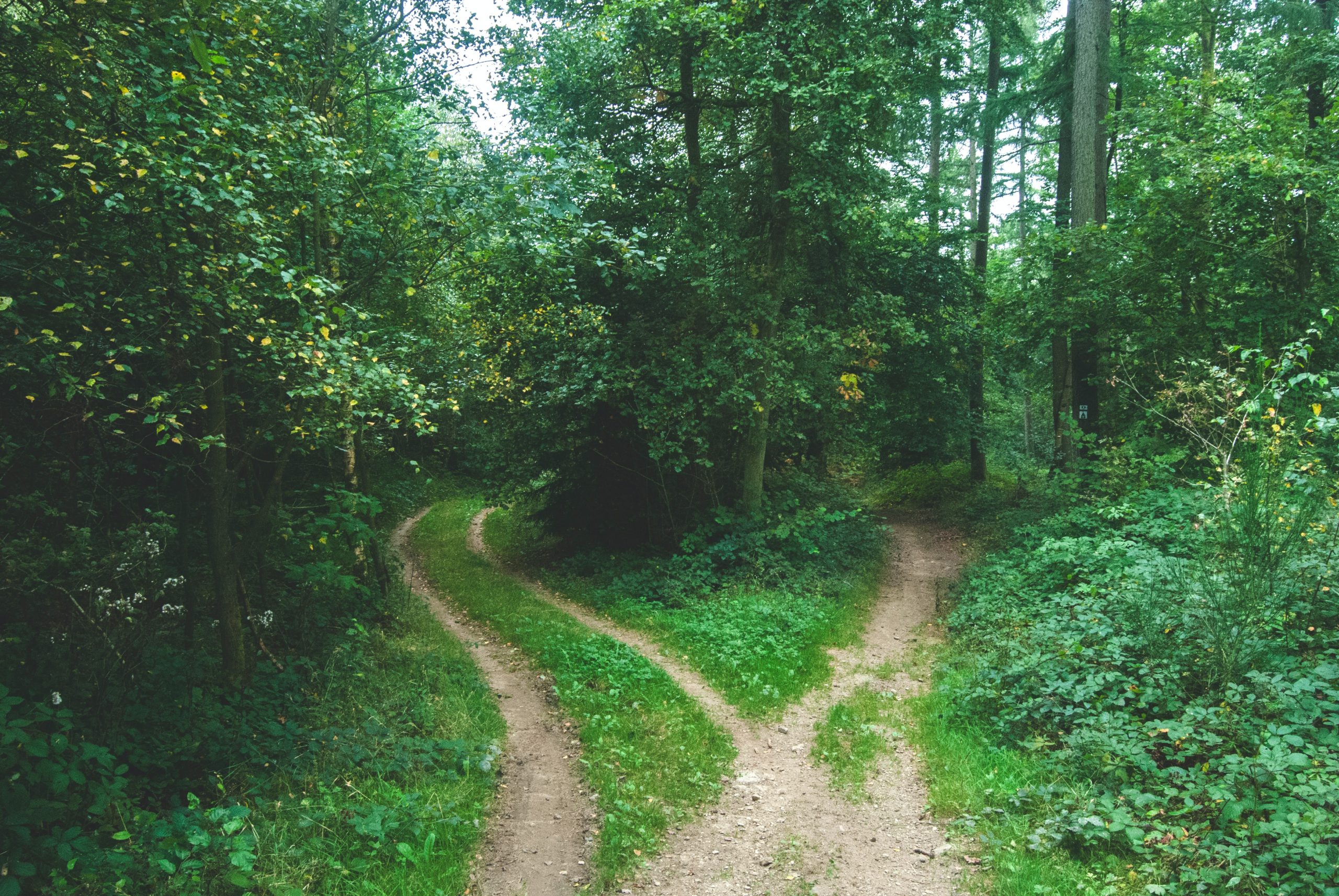 two paths in the woods